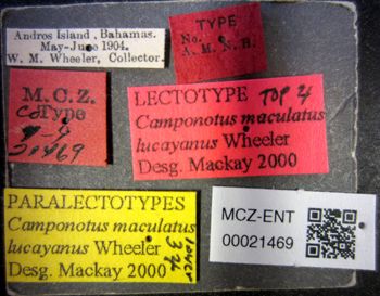 Media type: image;   Entomology 21469 Aspect: labels